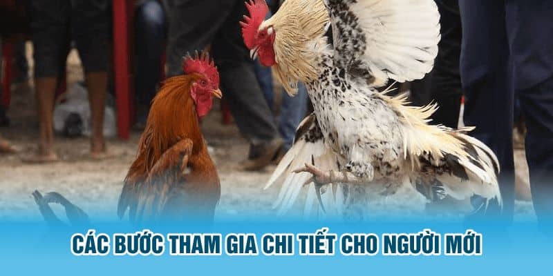 Hướng dẫn chơi đá gà Kuwin dễ hiểu
