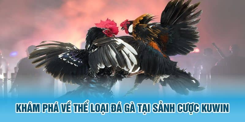 Đánh giá tổng quan về đá gà Kuwin